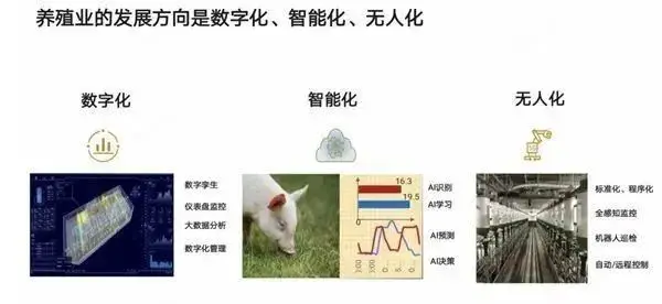 华为推“智慧养猪”，“南泥湾”计划浮出水面！任正非：华为不靠手机也能活