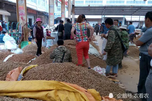 古人云“南国神草”，若在山上遇到，好好珍惜