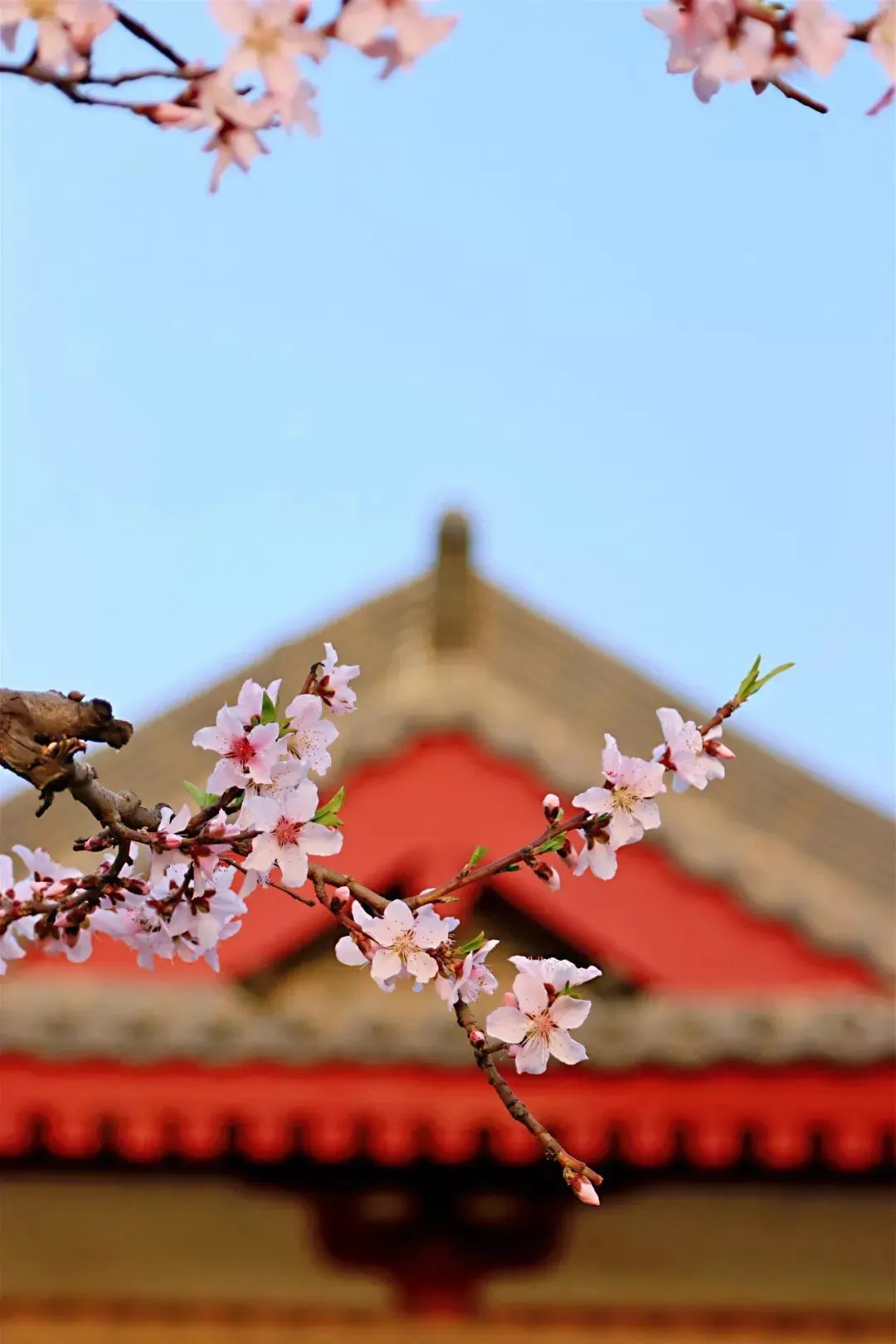 西安大唐芙蓉园的春夏秋冬，你觉得哪个美？