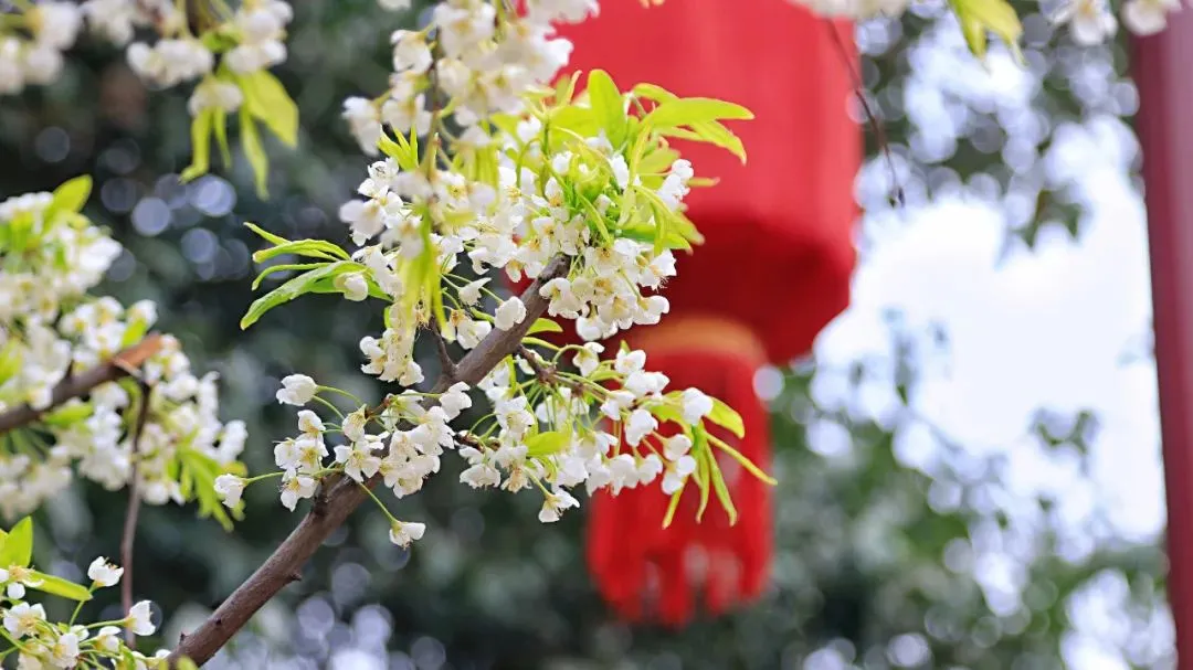 西安大唐芙蓉园的春夏秋冬，你觉得哪个美？