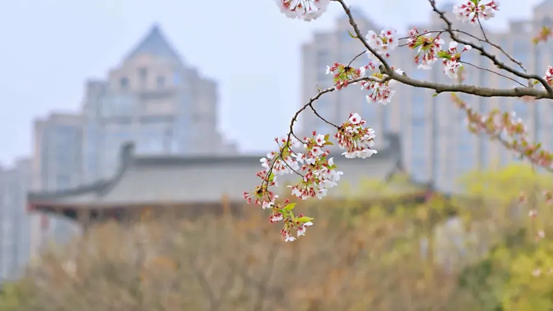 西安大唐芙蓉园的春夏秋冬，你觉得哪个美？