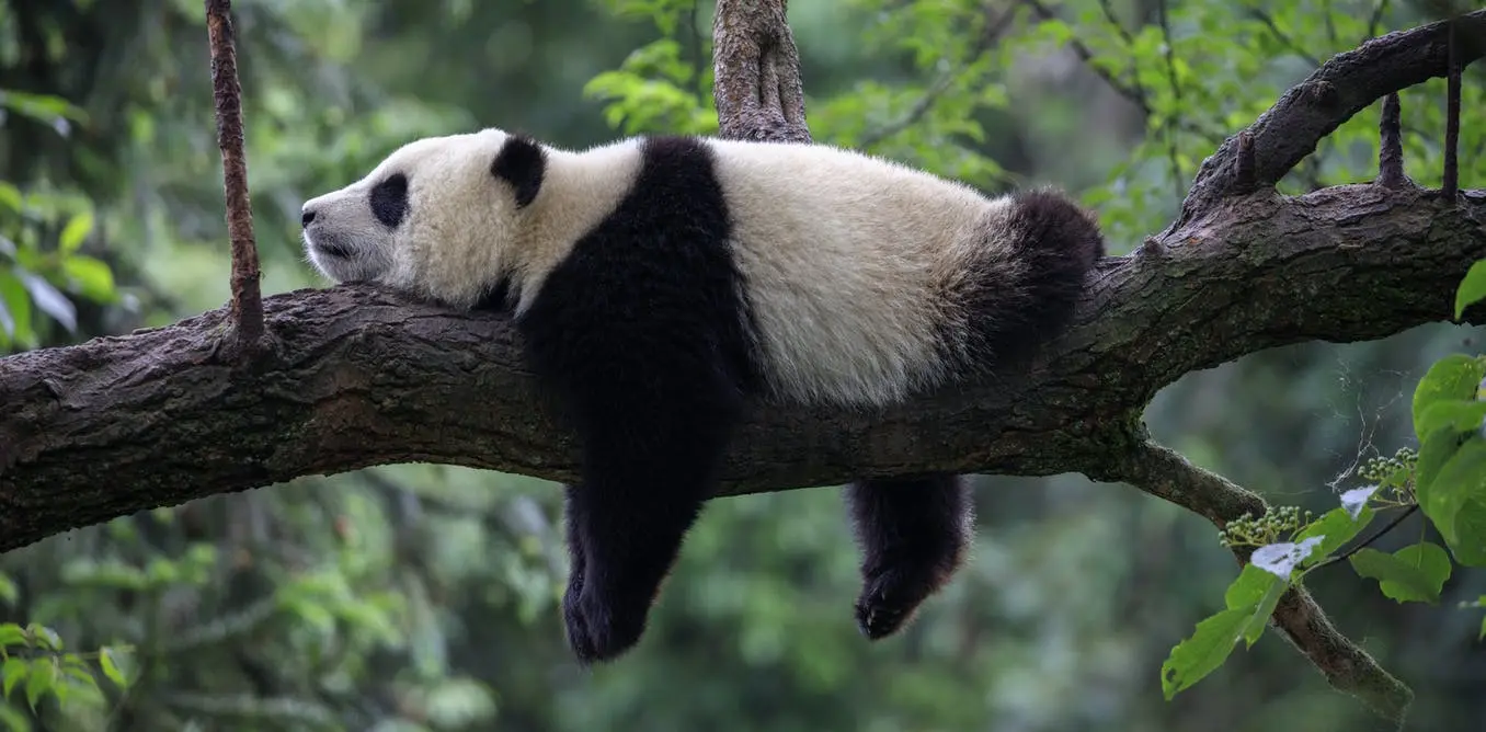大熊猫为什么不喜欢交配？