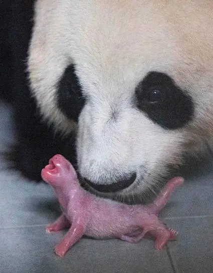 大熊猫为什么不喜欢交配？