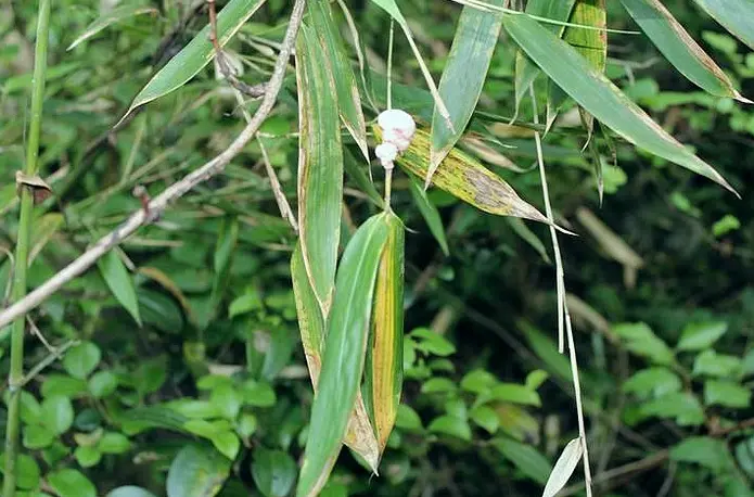 生在竹林被当“害虫”，却不知是珍贵的“竹宝”，价值可观别错过