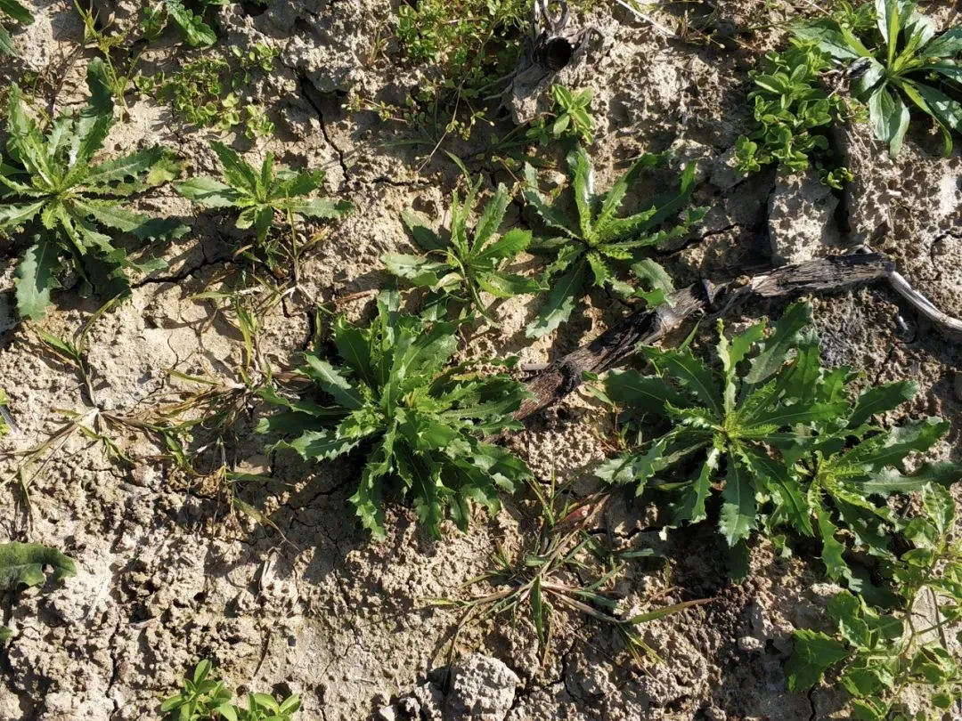 这种带刺野菜，50年前满地找，如今少有人吃，殊不知全身是宝