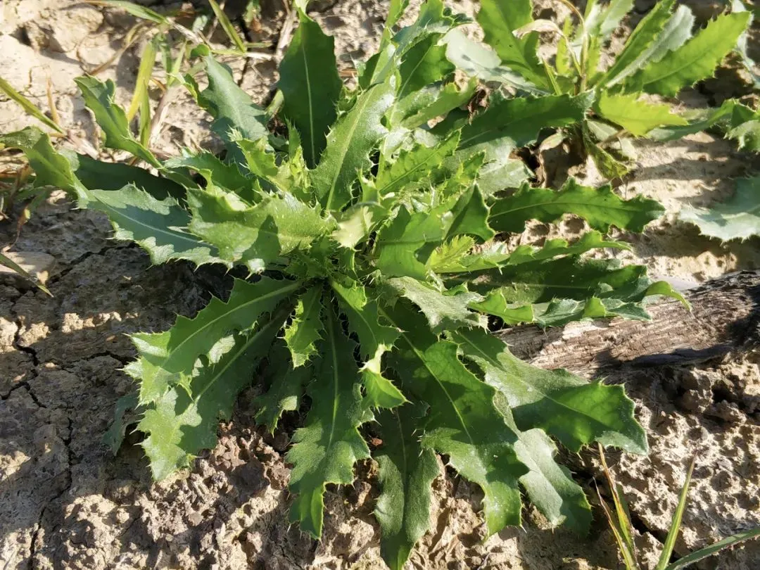 这种带刺野菜，50年前满地找，如今少有人吃，殊不知全身是宝