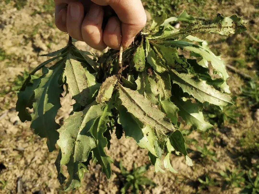 这种带刺野菜，50年前满地找，如今少有人吃，殊不知全身是宝