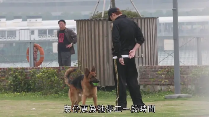 感动！许志安爱犬将离世，两夫妻全天陪同，为其打2000多的止疼针