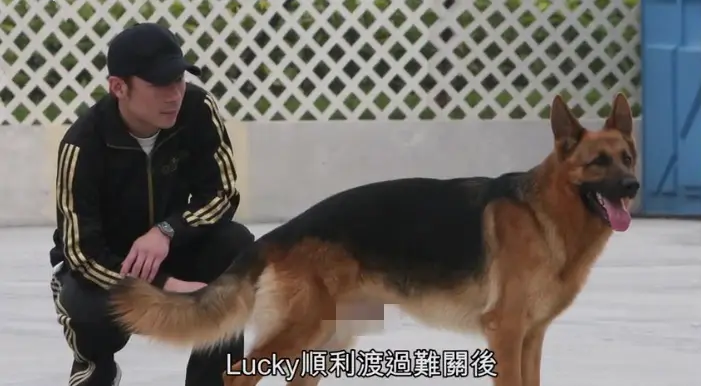 感动！许志安爱犬将离世，两夫妻全天陪同，为其打2000多的止疼针