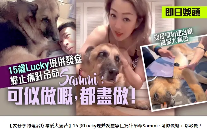 感动！许志安爱犬将离世，两夫妻全天陪同，为其打2000多的止疼针