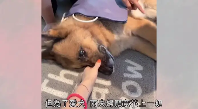 感动！许志安爱犬将离世，两夫妻全天陪同，为其打2000多的止疼针