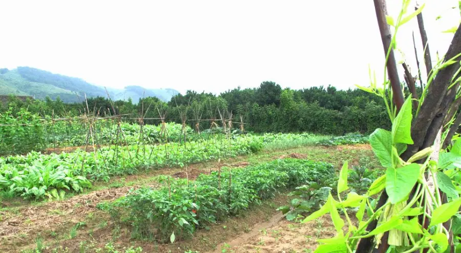 在这里，看到了新干最土生土长的场景……