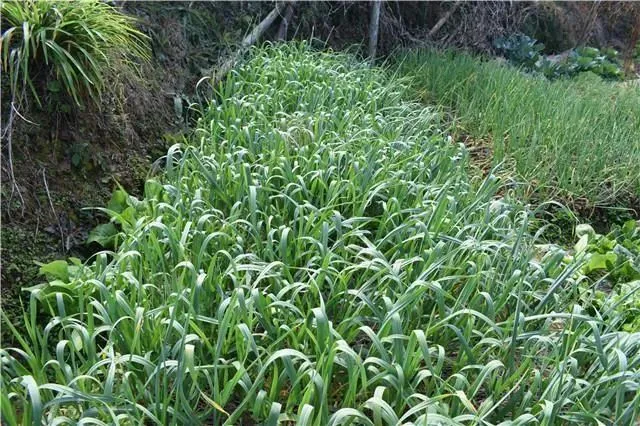 在这里，看到了新干最土生土长的场景……