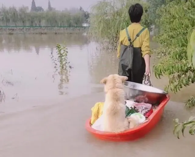 洪水中，母亲用澡盆转运狗狗，孩子在后面趟水，谁才是亲生的？