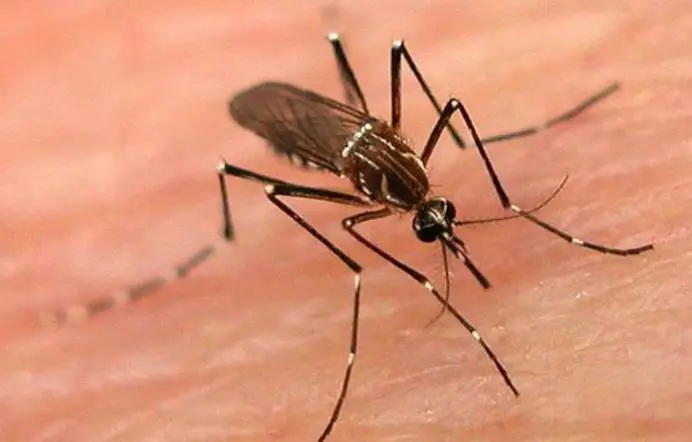 这一发现造福人类！研究员：这一招能将蚊子彻底消灭