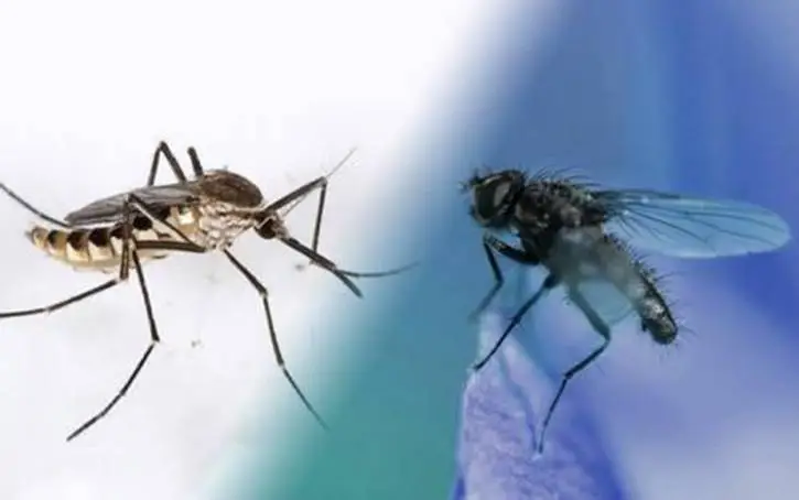 这一发现造福人类！研究员：这一招能将蚊子彻底消灭
