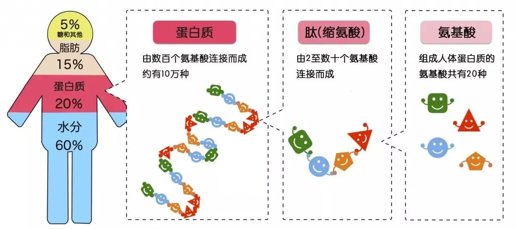 火化打破自然规律？所有动物死后都会生态循环，人类火化太浪费？