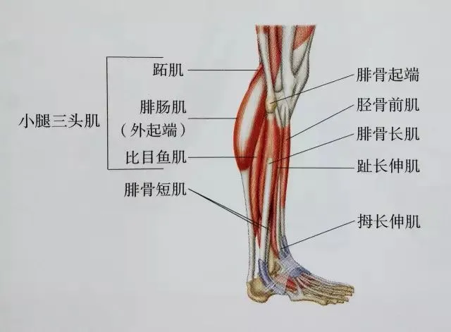 小腿又粗又硬？这套小腿拉伸大法请收好！超全面 超清晰