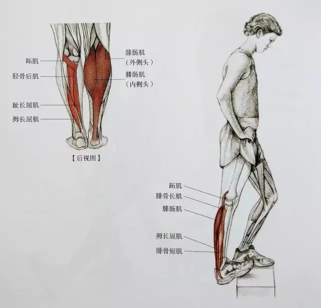 小腿又粗又硬？这套小腿拉伸大法请收好！超全面 超清晰