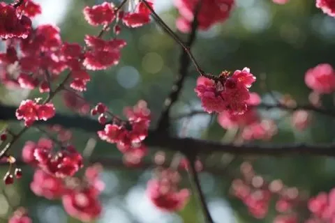 你们等了一年的樱花，开了！