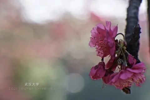 你们等了一年的樱花，开了！