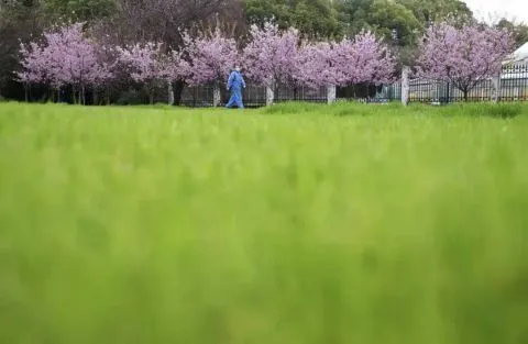 你们等了一年的樱花，开了！