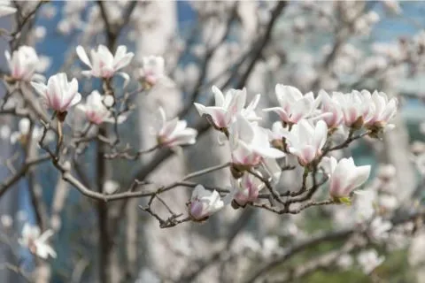 你们等了一年的樱花，开了！