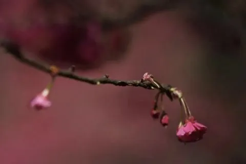 你们等了一年的樱花，开了！