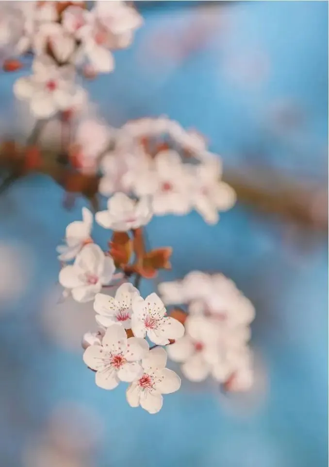 成都今年第一波春花，开得好早！