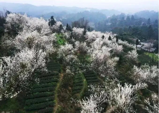 成都今年第一波春花，开得好早！