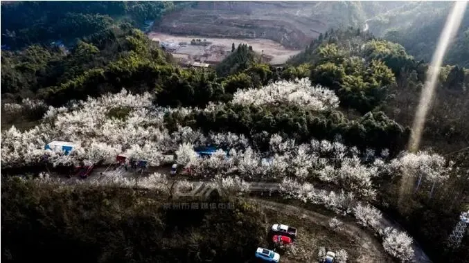 成都今年第一波春花，开得好早！