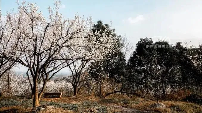 成都今年第一波春花，开得好早！