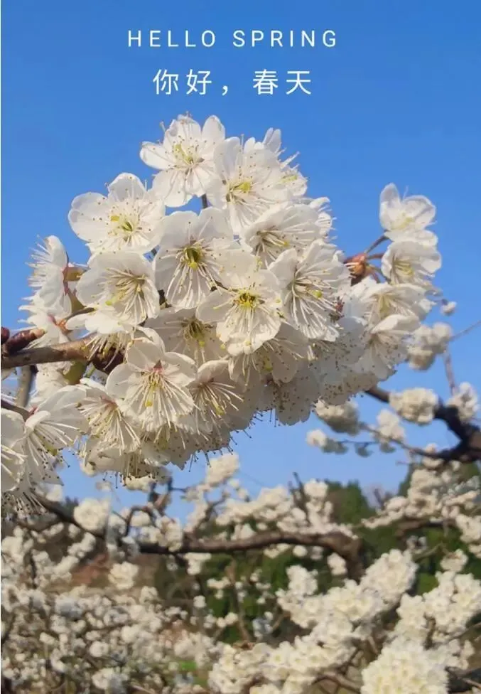 成都今年第一波春花，开得好早！