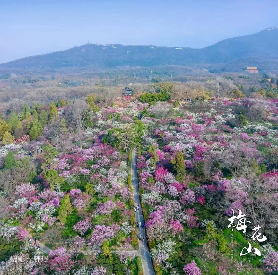 梅绽金陵，礼赞百年！