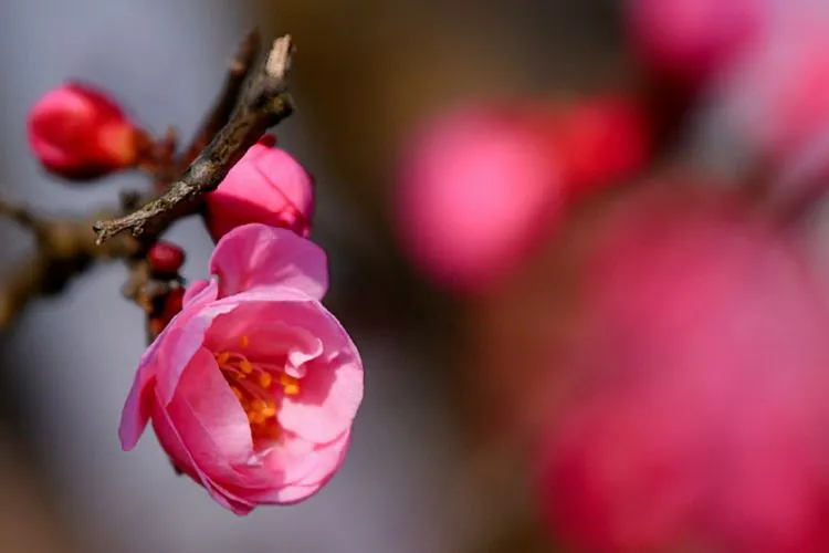 花开未满的春天，你是否喜欢？