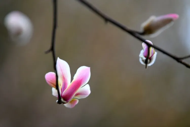 花开未满的春天，你是否喜欢？