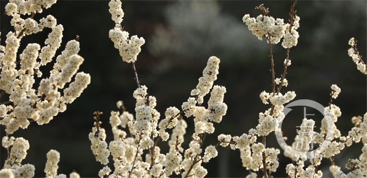 主要看视频！重庆巫溪百余亩樱桃花盛开“香雪海”