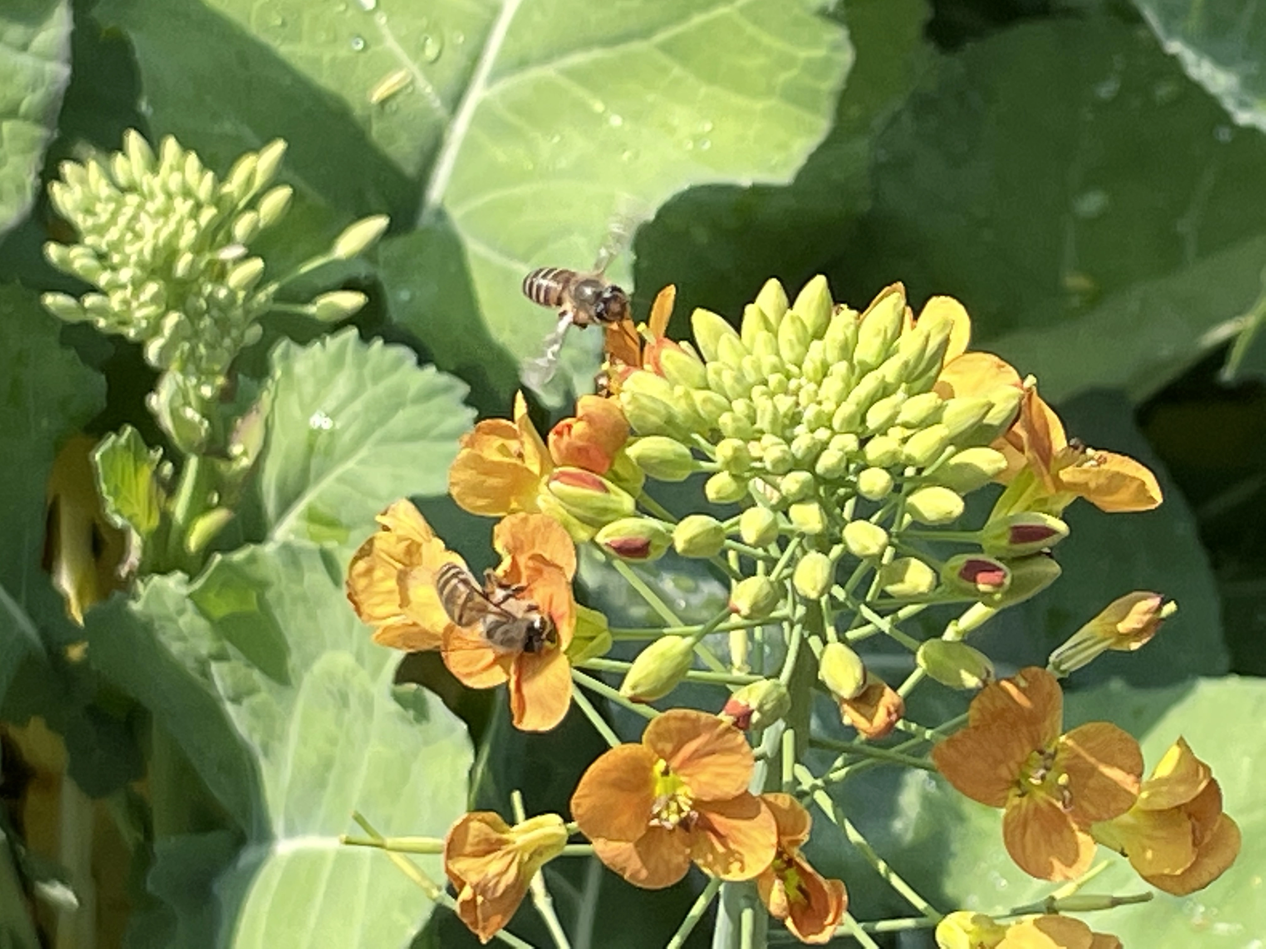 图集｜10万余株、3300平方米油菜花盛开，深圳市民中心春意盎然