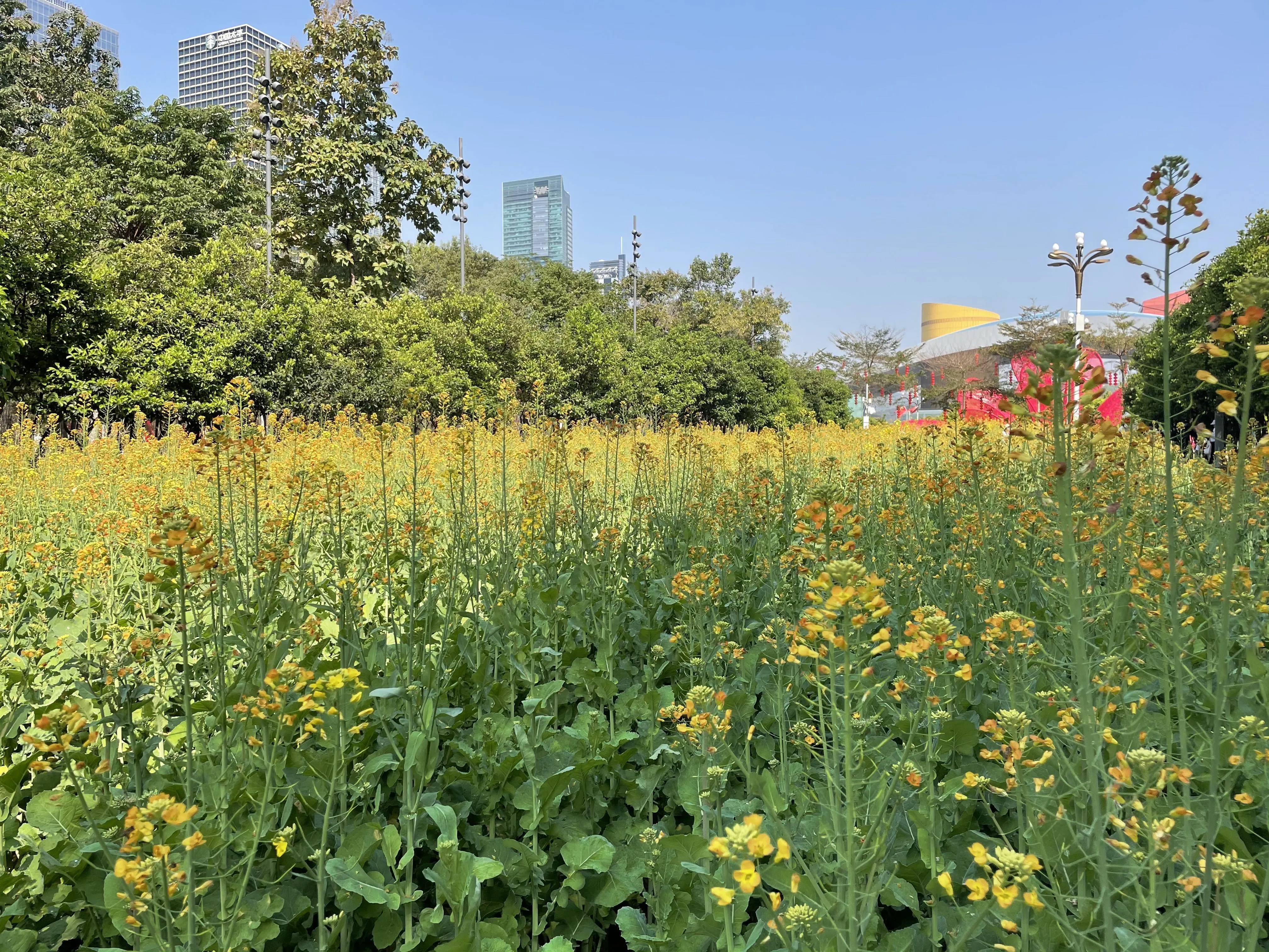 图集｜10万余株、3300平方米油菜花盛开，深圳市民中心春意盎然