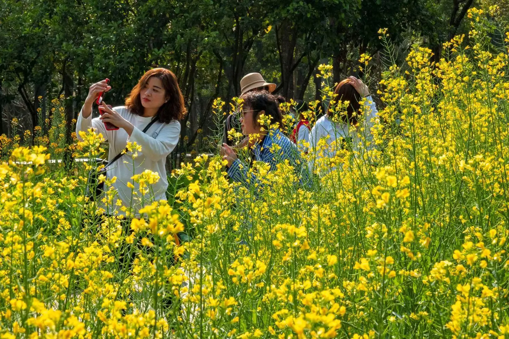 图集｜10万余株、3300平方米油菜花盛开，深圳市民中心春意盎然