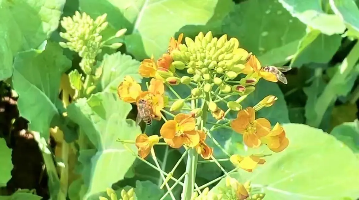 图集｜10万余株、3300平方米油菜花盛开，深圳市民中心春意盎然