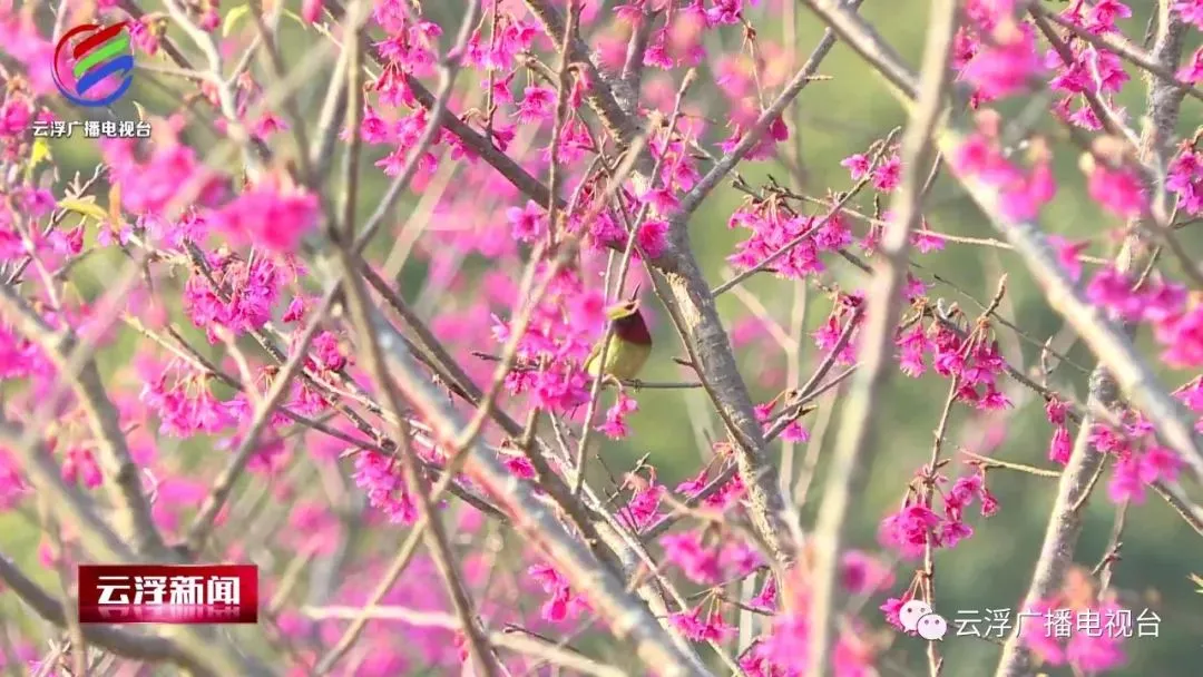 美！带你游遍特色“花海”！