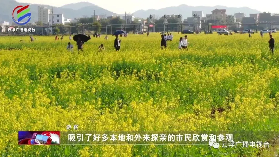 美！带你游遍特色“花海”！