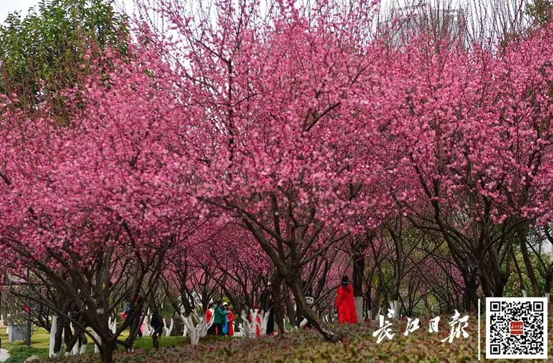 2021，春归武汉！花相似，人不同