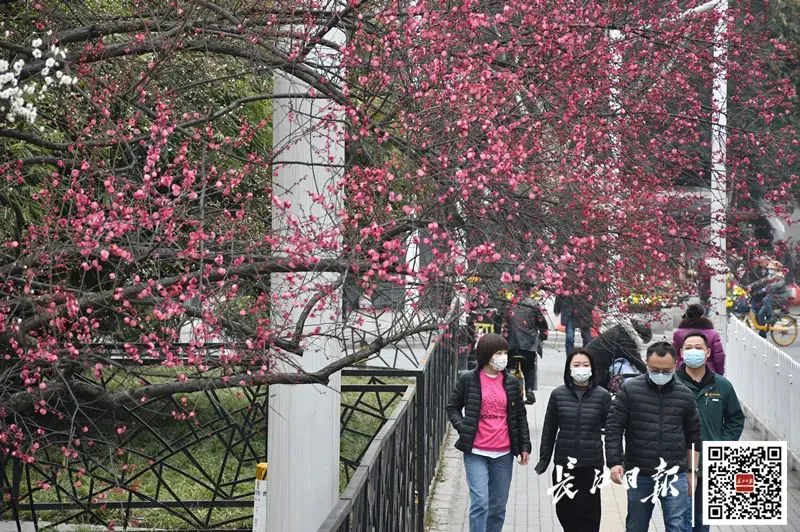 2021，春归武汉！花相似，人不同