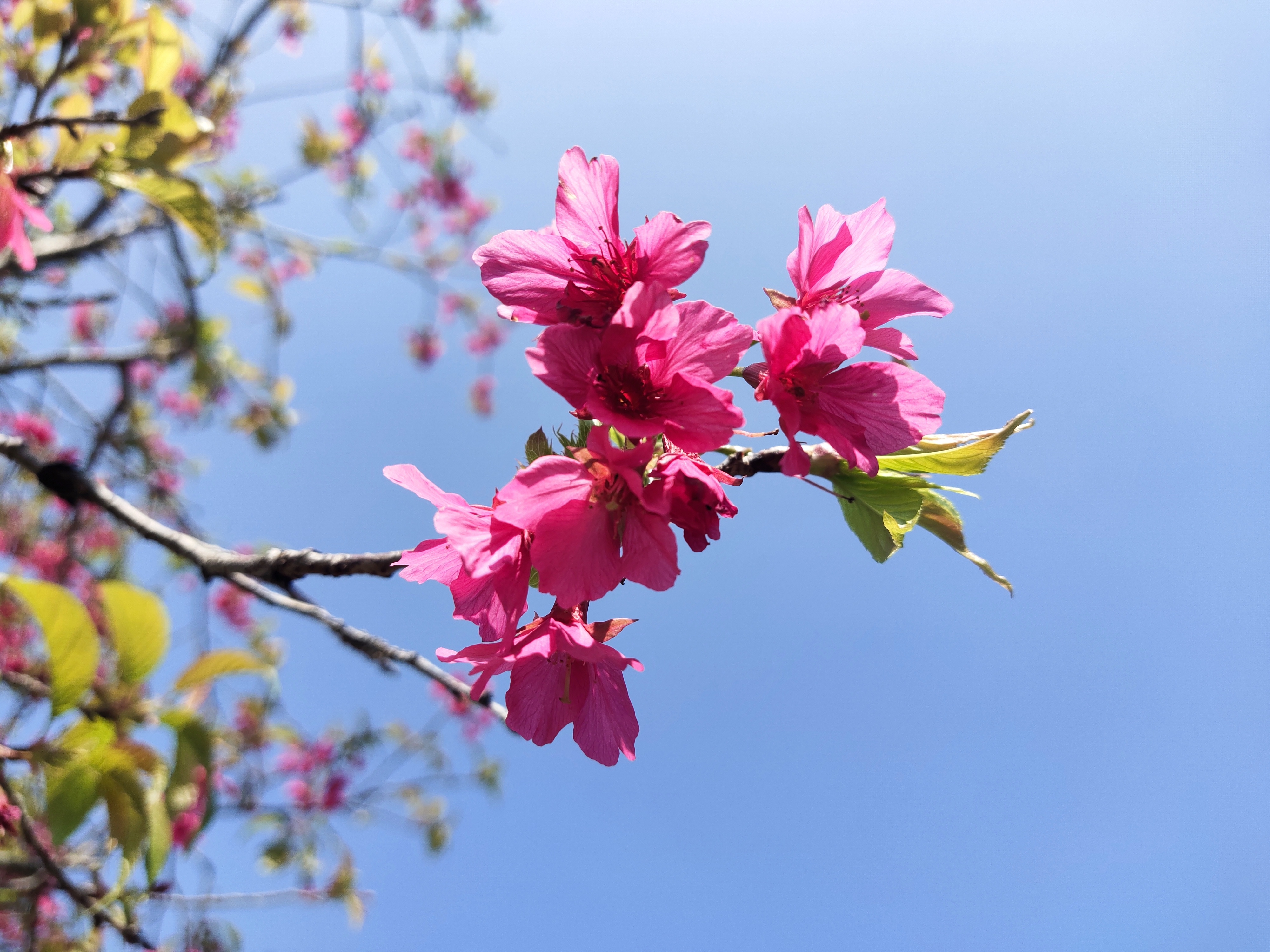 又到樱花灿烂时，深圳赏花好去处-聚龙山樱花谷.