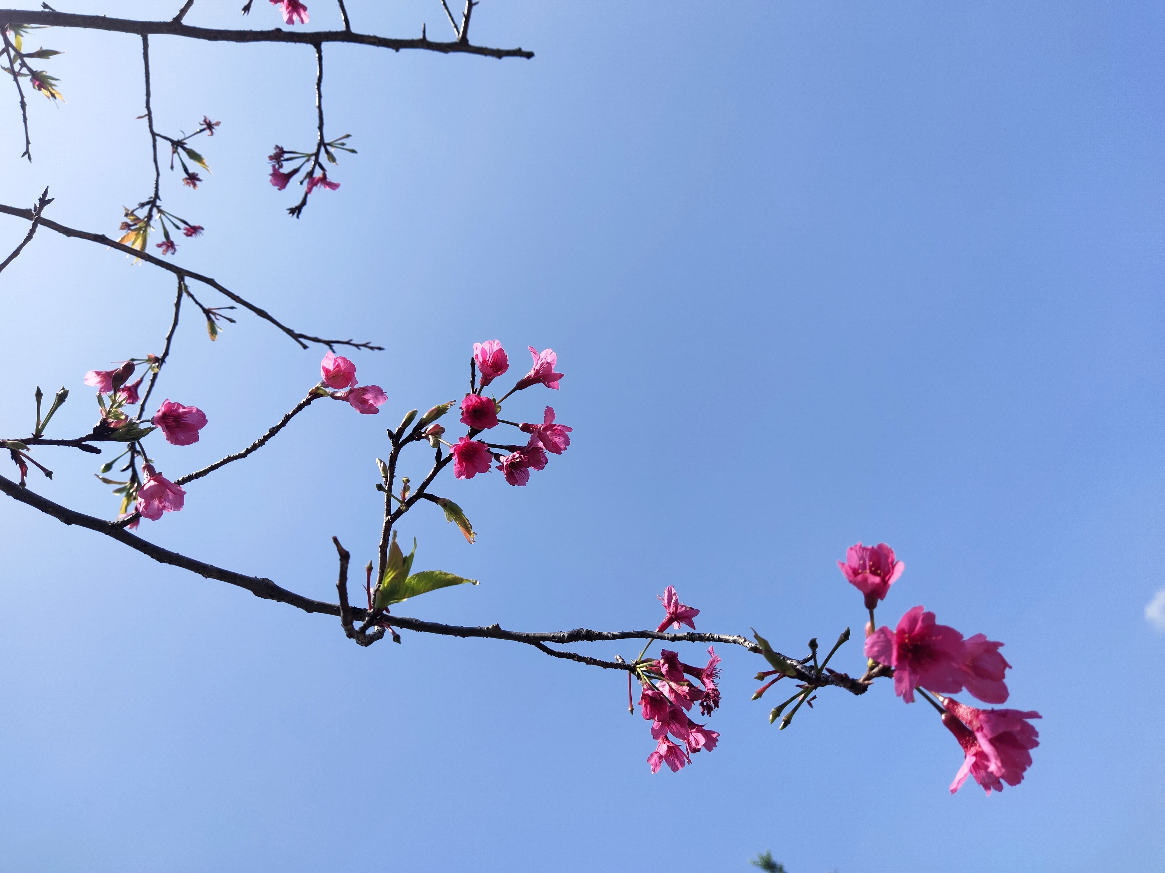 又到樱花灿烂时，深圳赏花好去处-聚龙山樱花谷.