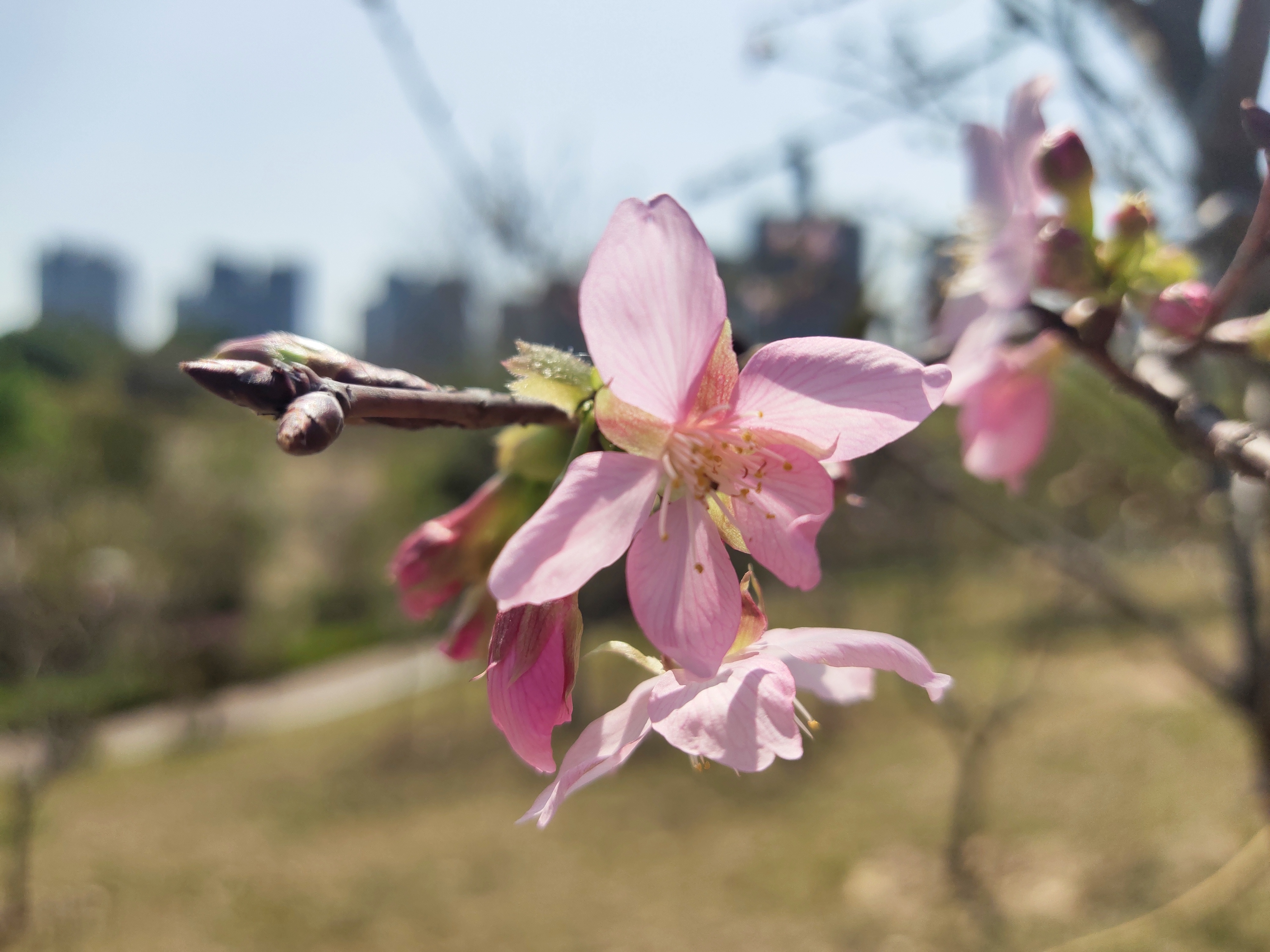 又到樱花灿烂时，深圳赏花好去处-聚龙山樱花谷.