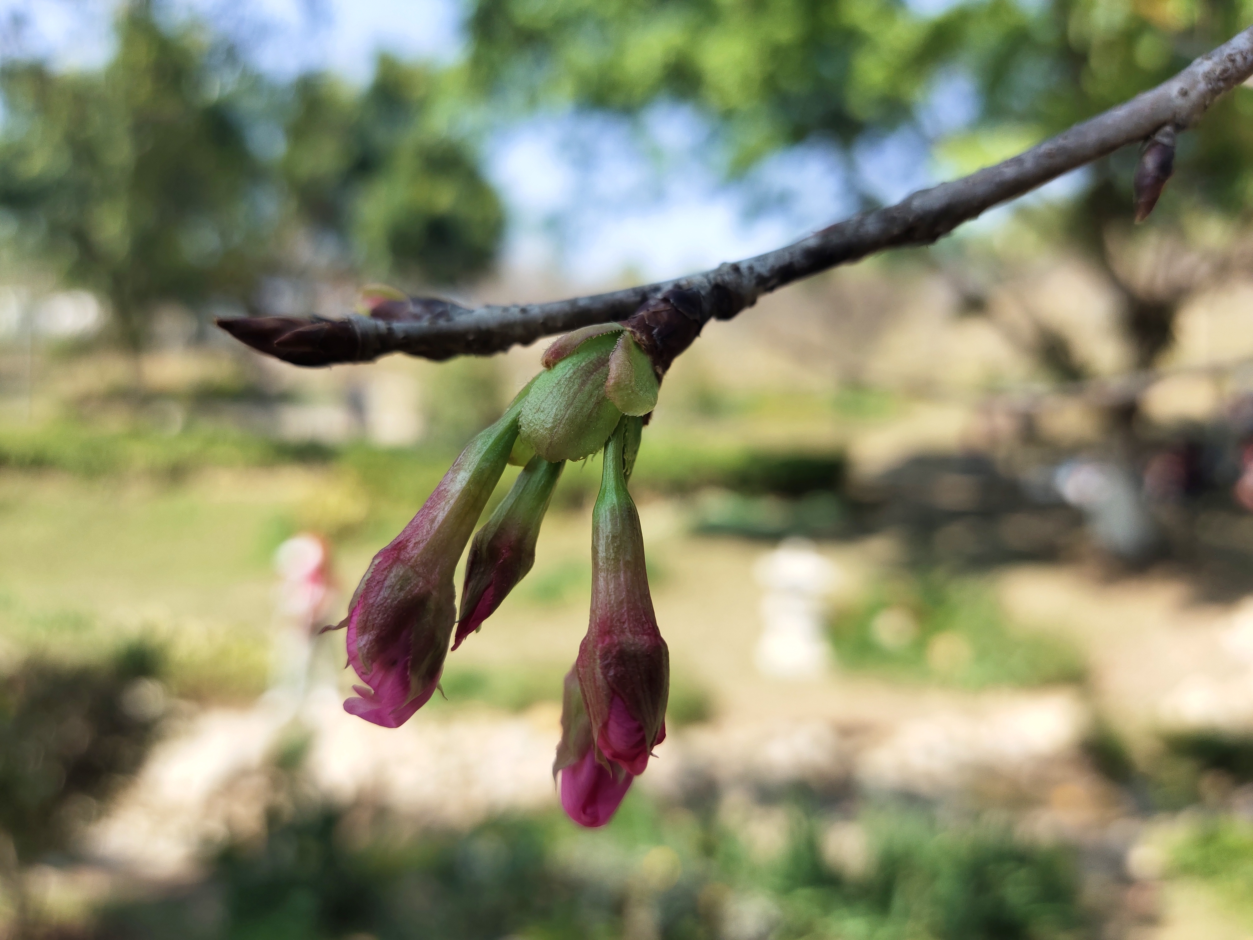 又到樱花灿烂时，深圳赏花好去处-聚龙山樱花谷.