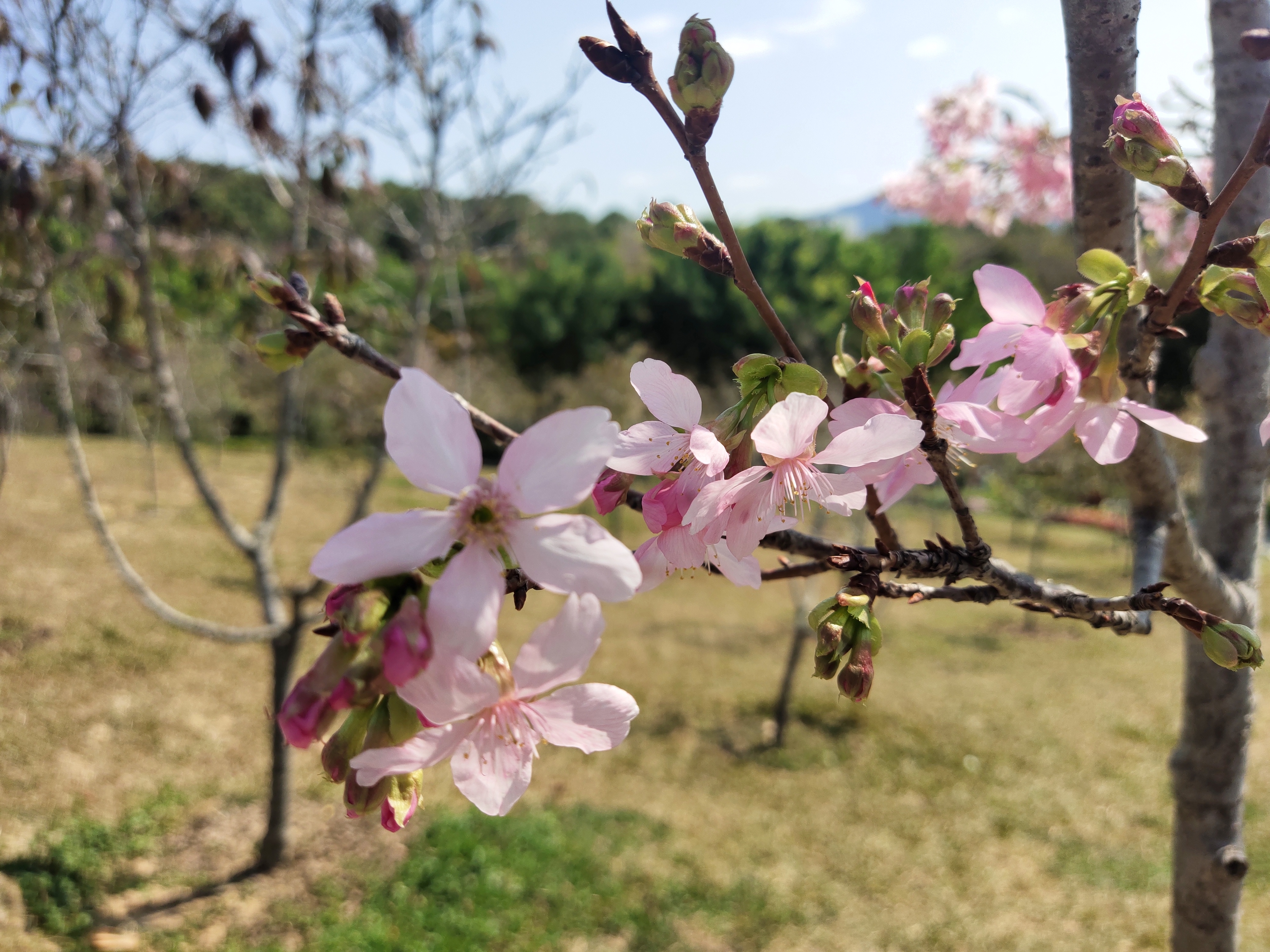 又到樱花灿烂时，深圳赏花好去处-聚龙山樱花谷.